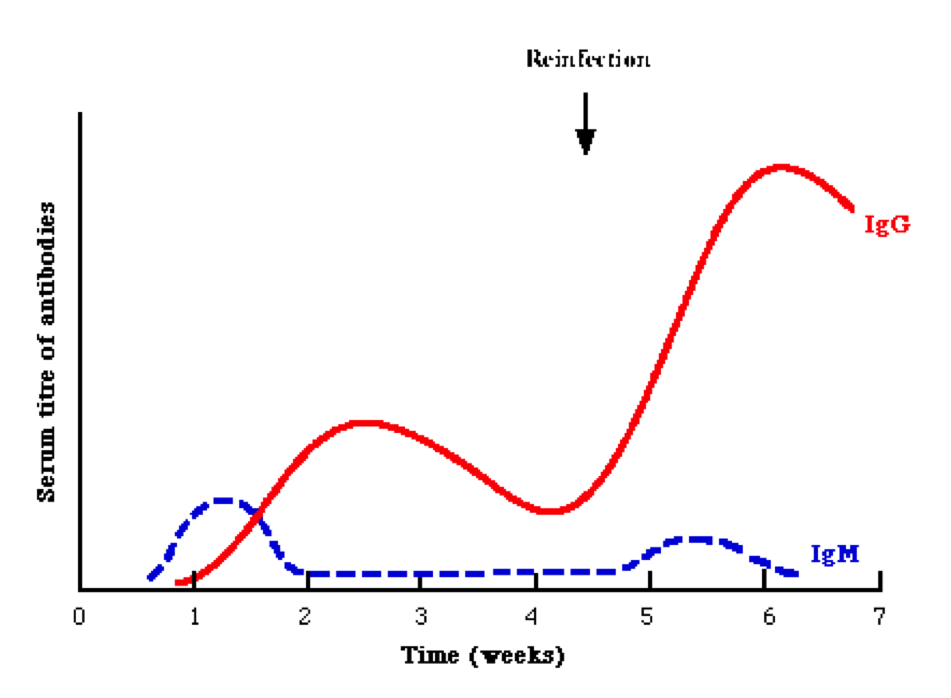 Рубелла IGM. IGM. Haemagglutination inhibition Testing.