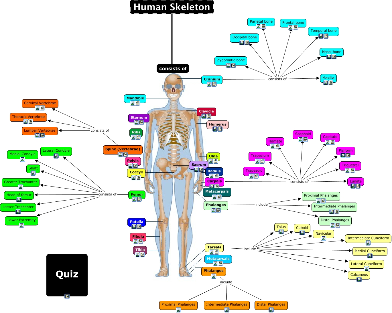 Human Skeleton