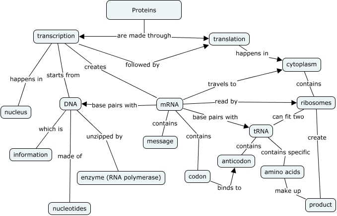 Protein Synthesis - How are proteins made?