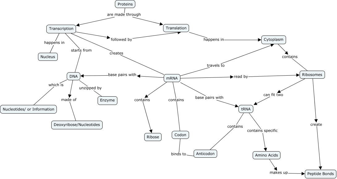 Protein Synthesis Concept Map - How are Proteins Made?