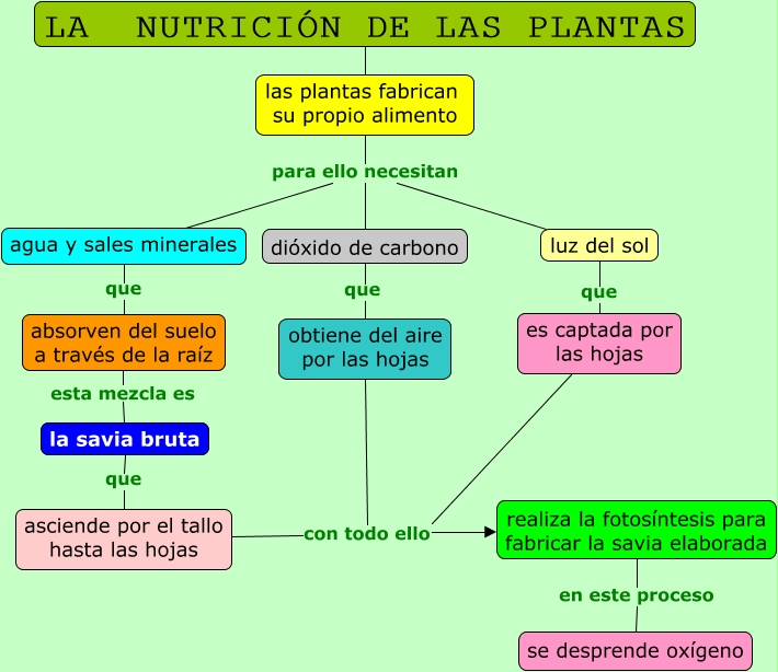 La nutrición de las plantas