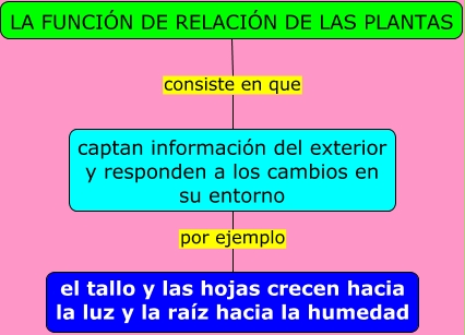 Resultado de imagen para que es la funcion de relacion EN LAS PLANTAS