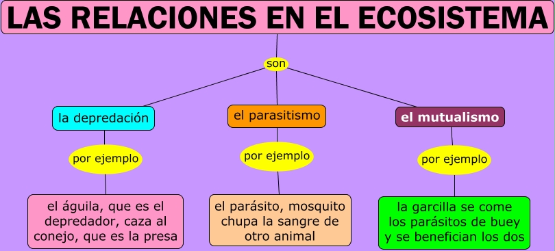 Resultado de imagen de las relaciones en los ecosistemas