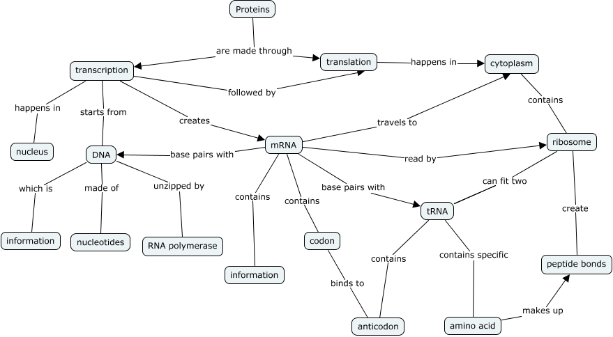 Protein Synthesis - How How Proteins Made?