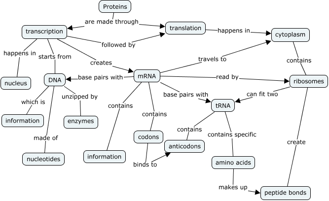 Protein Synthesis - How are proteins made?