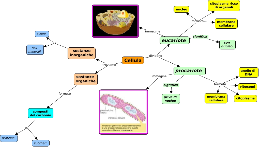 12.2 cellule eucariote e procariote