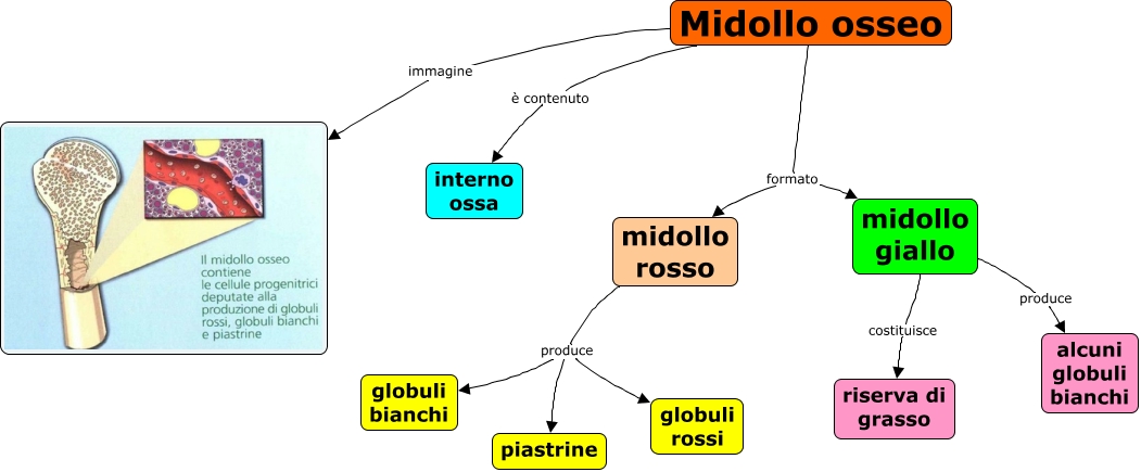 12.2 Midollo osseo