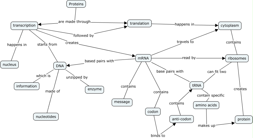 Protein Sythesis