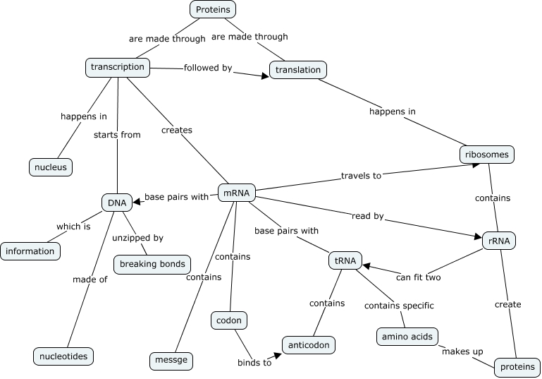 Protein Synthesis - What is the process of protein synthesis?