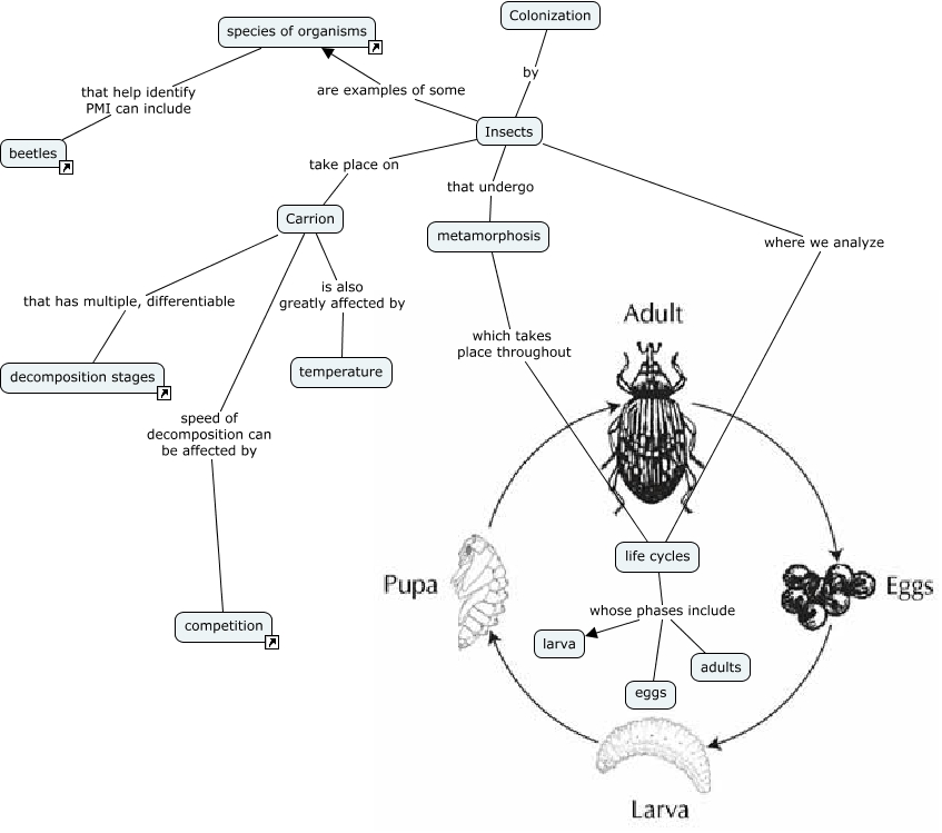PMI Concept Map - How do forensic entomologists determine PMI?