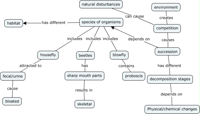 Succession How Does Succession Work In Forensic Entomology 8690