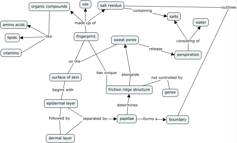 Skin - How does the anatomy/physiology of our skin tissue relate to ...