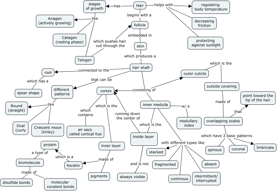 Hair Structure - What Is The Structure Of Hair?