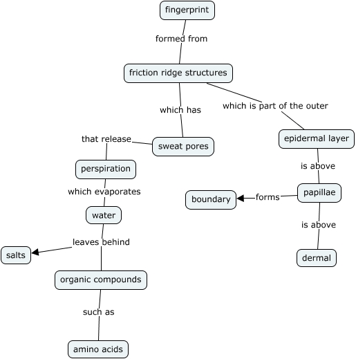 Skin - How does the anatomy/physiology of our skin tissue relate to ...