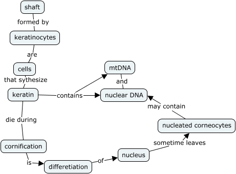 Nuclear DNA and mtDNA in the hair shaft