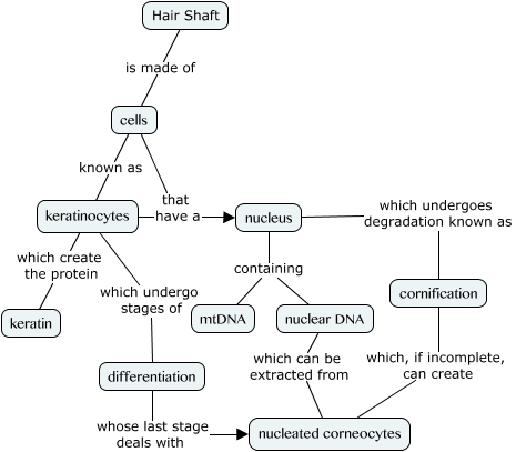 Hair Shaft DNA - How is it possible to have nuclear DNA and mtDNA in ...