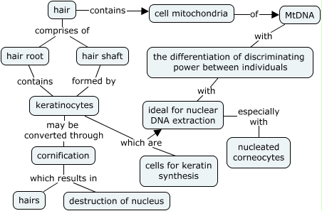 Nuclear DNA and mtDNA in the hair shaft