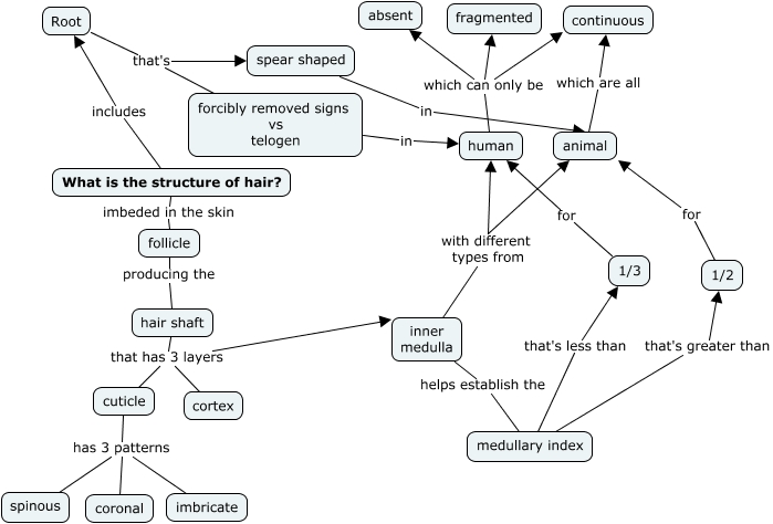 Hair Structure