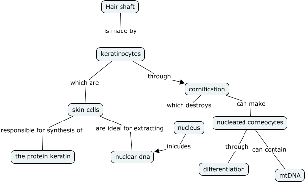 DNA in hair shaft