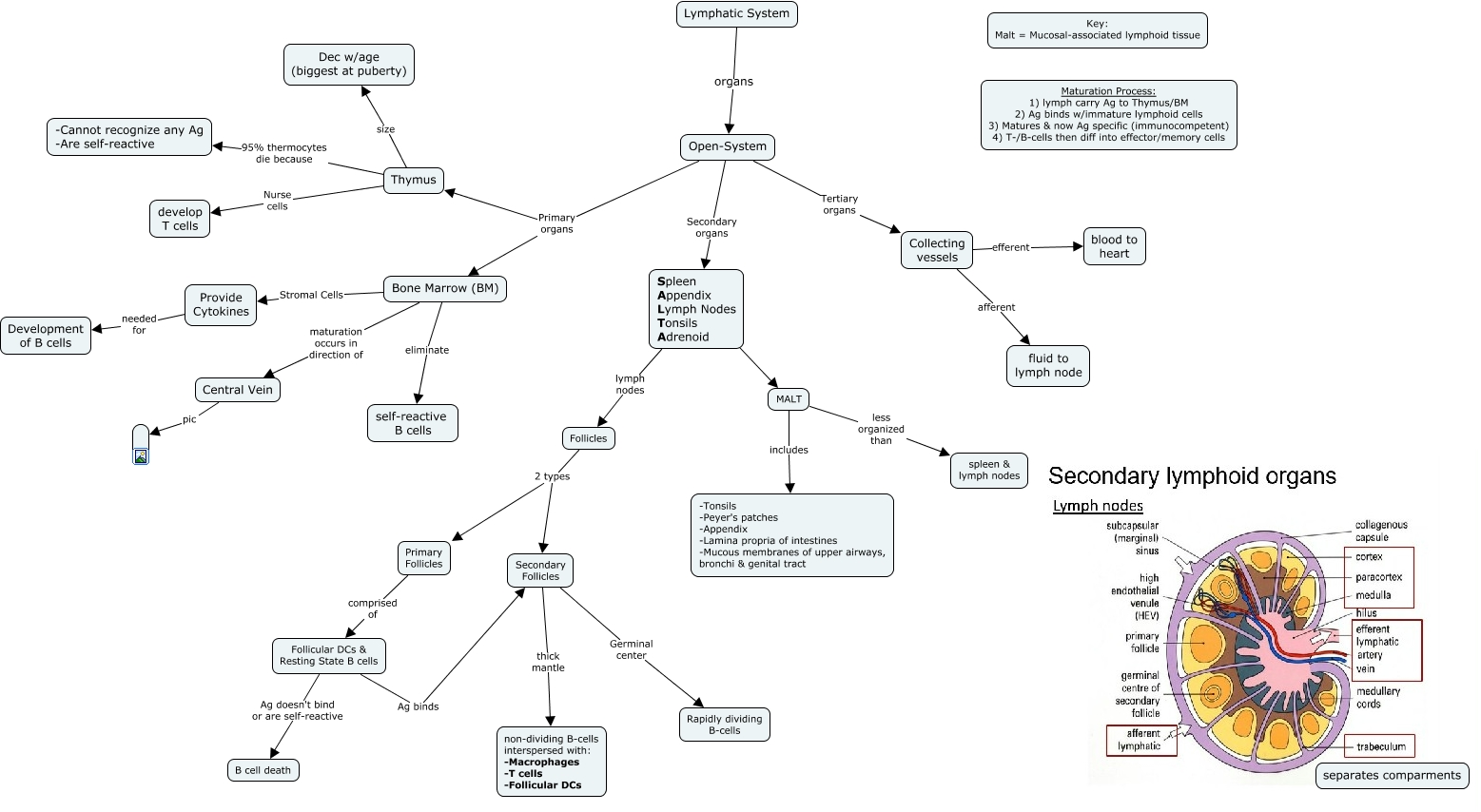 Lymphatic System cMAP (immuno)