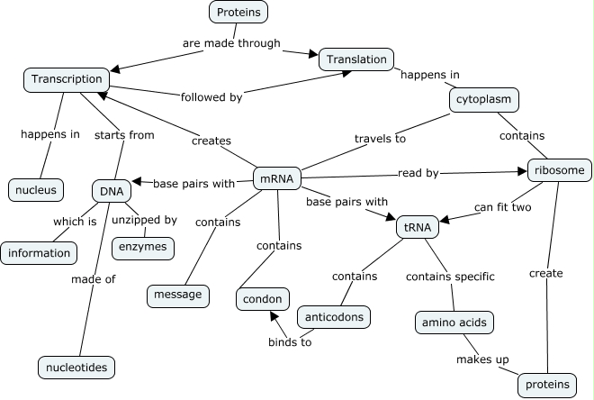 Protein Synthesis