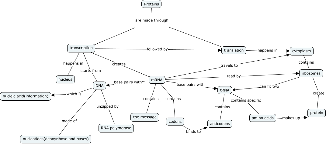 Protein synthesis concept map