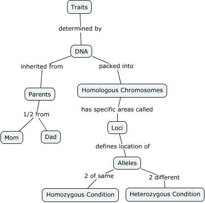 Inheritance Concept Map - How are traits passed to offspring?