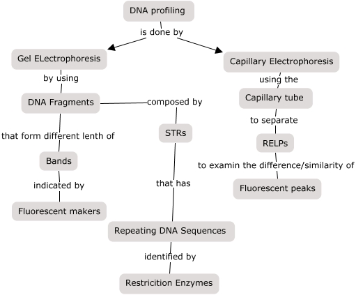 Dna Profiling - How Is Dna Profiling Accomplished?