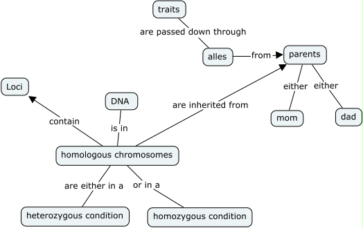 Inheritance Terms