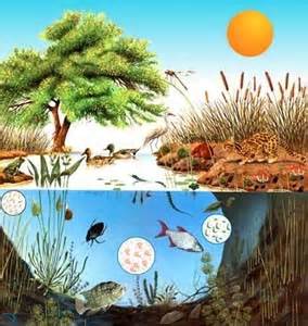 Mapa Conceptual De La Biosfera - Ecologia