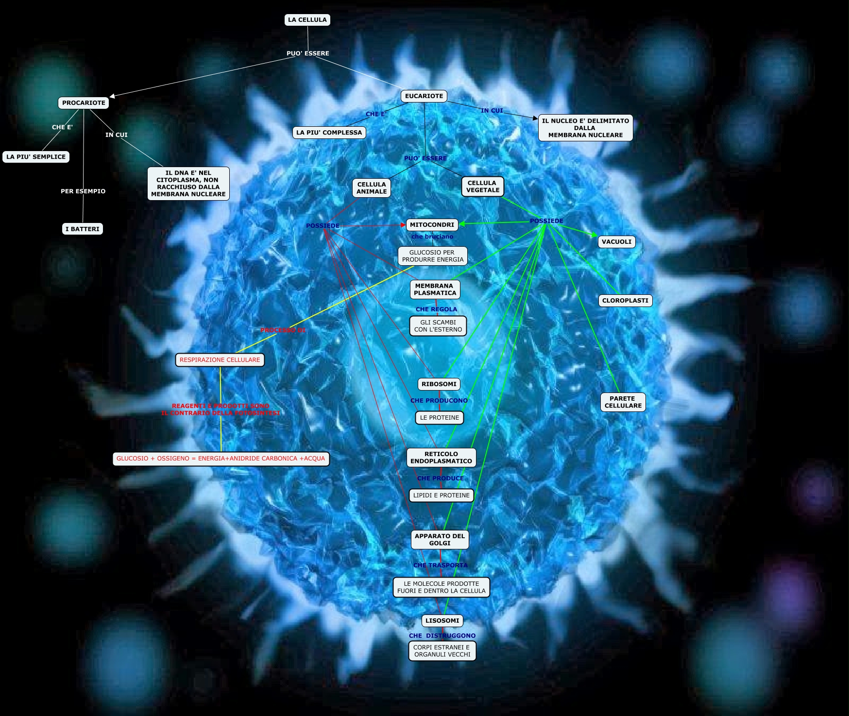 CELLULA
