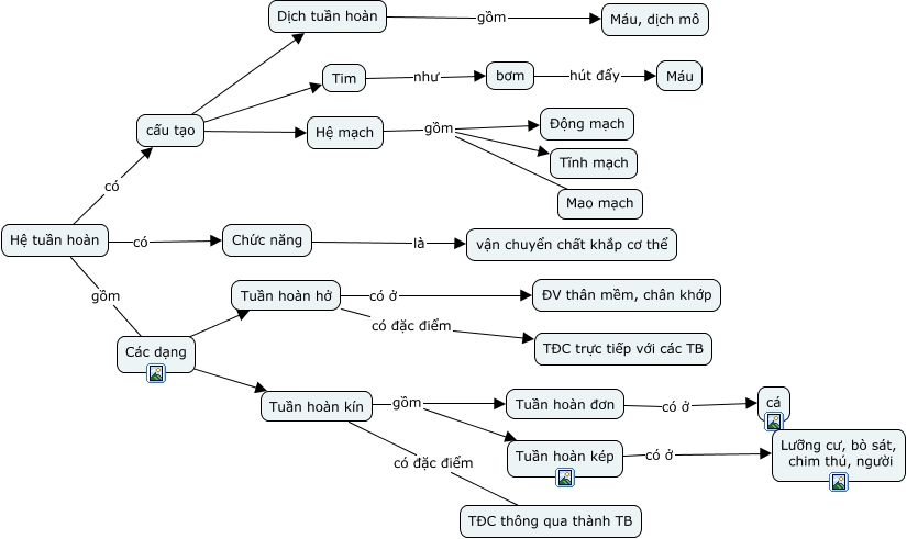 Chức Năng Hệ Tuần Hoàn - Tầm Quan Trọng Và Cách Duy Trì Sức Khỏe